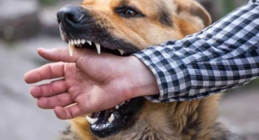 Ако кучето е ухапано: какво да правя според закона